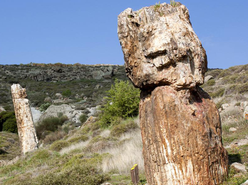 Petrified Forest of Lesvos